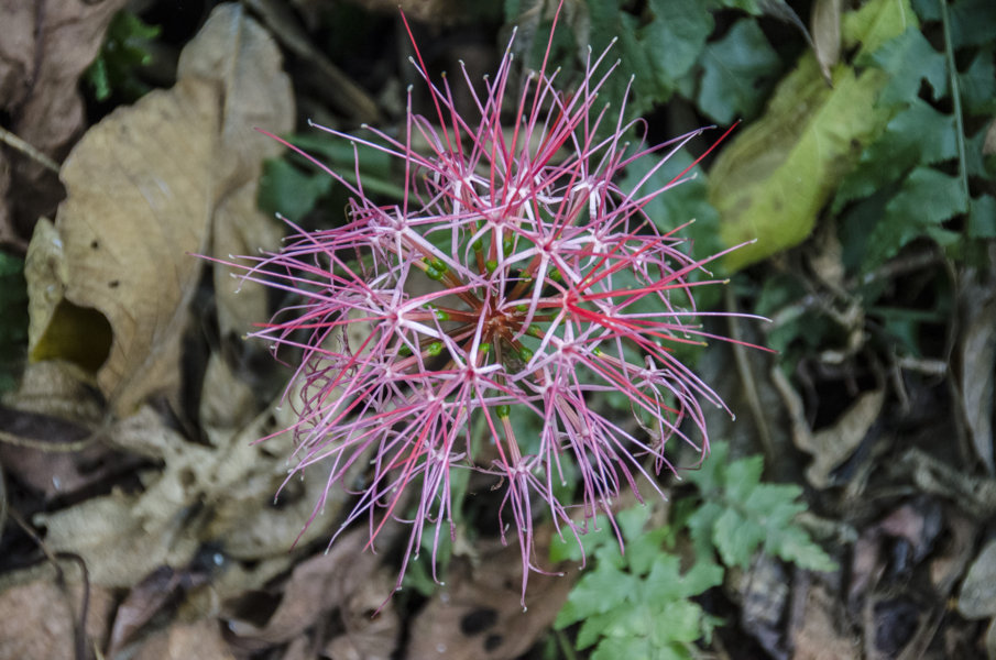 Flor lila - parque nacional de Nyungwe - Uganda